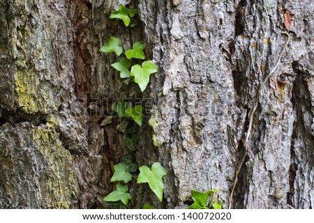 Close-up of a trunk with ivy, Alps Mountains, Italy