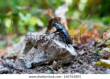 Close up of beetle on a stone