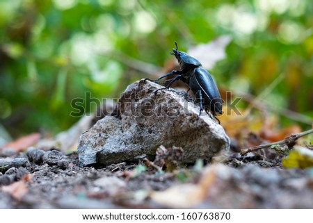 Close up of beetle on a stone