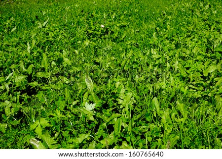 Green grass on a meadow in summer
