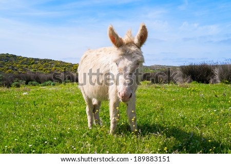 White Sardinian donkey in Asinara island, Sardinia, Italy