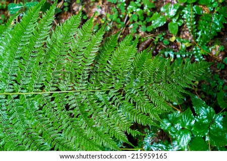 Close up of fern leaf in a forest from above