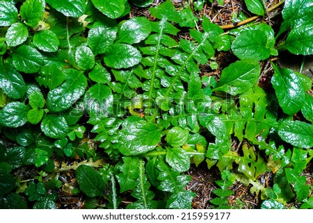 Close up of green leaves in a forest from above