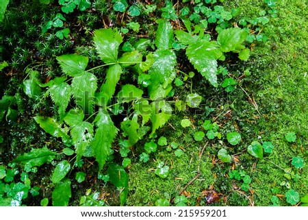 Close up of green leaves and moss in a forest from above