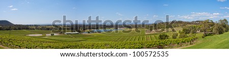 Hunter Valley, Vineyards on hillside Panorama, NSW Australi