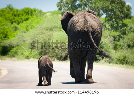 baby elephant and it\'s mama walking in sync