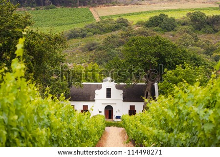 Vineyard with dutch colonial style farm house in South Africa\'s wine area