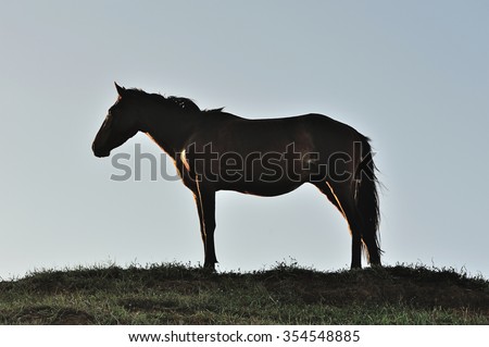 Brown standing horse profile on blue sky background