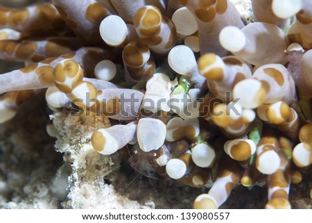 shrimps live in sea anemone