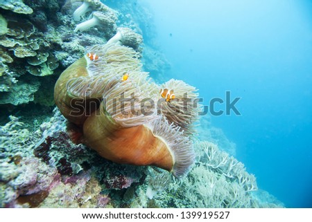 clown fish live in soft coral