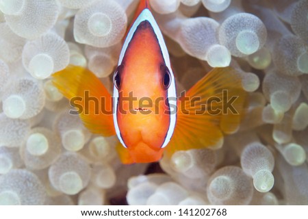 anemone fish lives in sea anemone