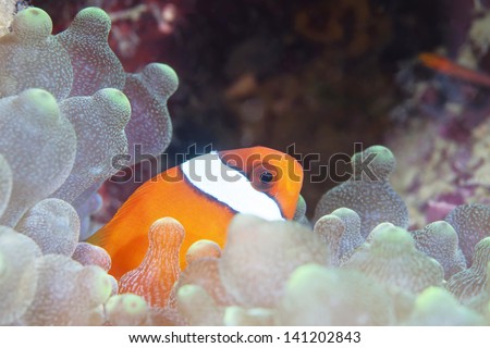anemone fish lives in sea anemone