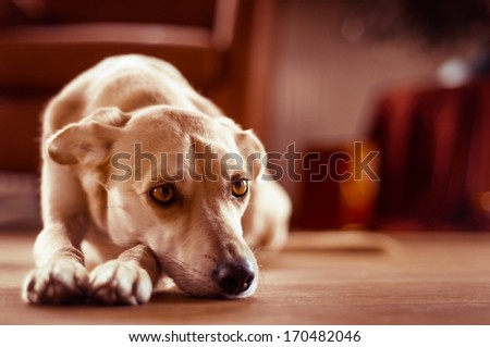 Relaxing dog on wooden floor