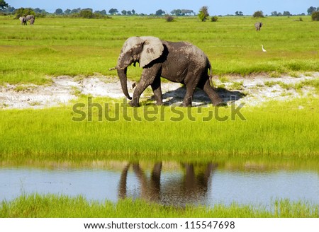 Dirty african elephant in wild grass savanna(National park Chobe, Botswana,South Africa)