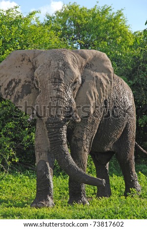 gigantic wild african elephant close-up in wild nature (South Africa)