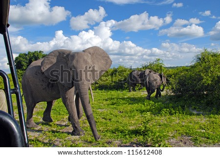 Jeep safari with gigantic african elephant in wild savanna(National park Chobe, Botswana)