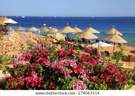 Bougainvillea flowers, beach umbrellas and lounge chairs on sandy beach, Red Sea, Egypt. Selective focus