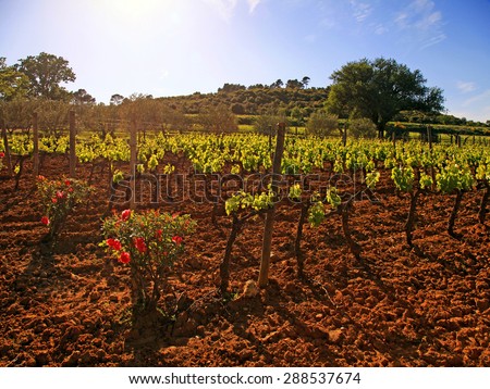 Panoramic landscape with vineyard in Provence, France. Sun light