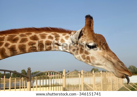 A portrait of a huge giraffe neck and funny face with tongue in zoo