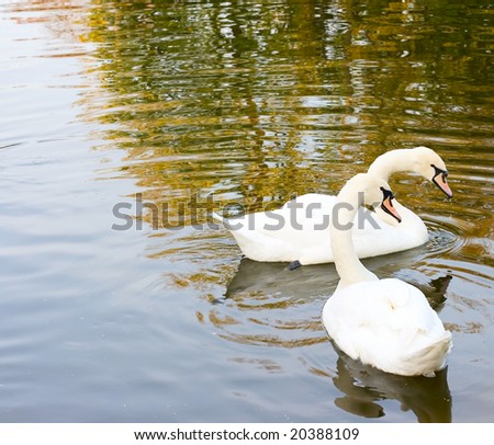 Two swan on water