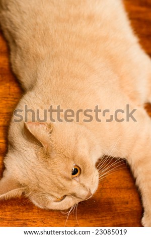 English sleek-haired cat
