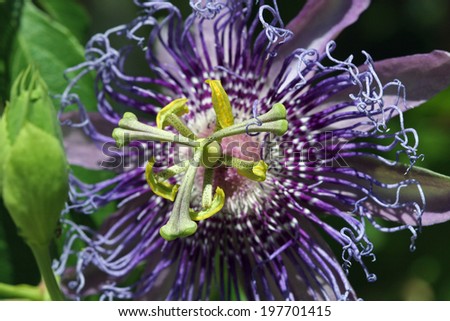 Passiflora,passion flower,passion vine,Passiflora incarnata -