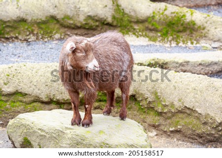 Pygmy goats are the favorite of petting zoos.