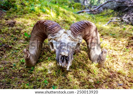 Big Horn Sheep skull on Spirit Island, Maligne Lake in Jasper National Park, Alberta, Canada