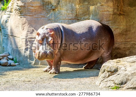 A Hippopotamus stands on guard, with some grass on face, under the sun.