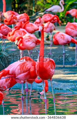 A group of red falmingos wading in water.
