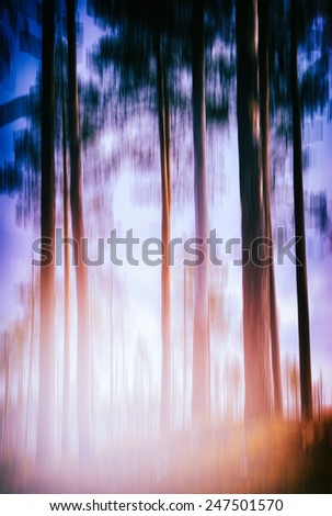 Vertical vivid trees trunk in magic orange light landscape background backdrop abstraction