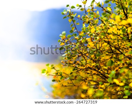 Horizontal vivid right aligned yellow bush bokeh background backdrop