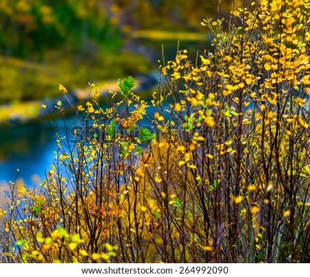 Horizontal vivid right aligned yellow bush bokeh background backdrop