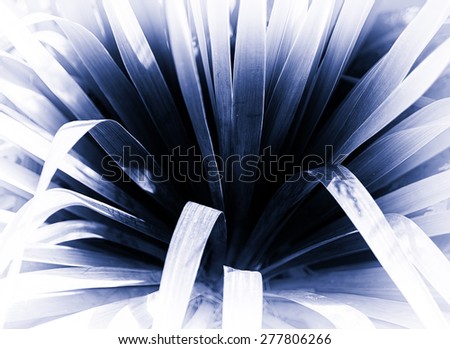 Horizontal blueish sepia plant bokeh memories postcard background backdrop