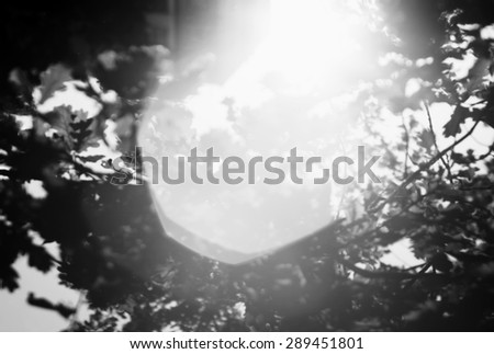 Horizontal black and white sun flare in trees bokeh background backdrop