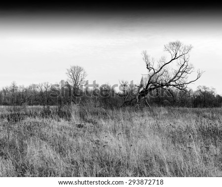 Horizontal dramatic black and white single dry tree landscape background backdrop