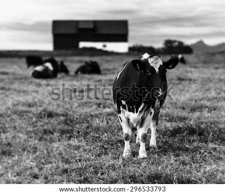 Horizontal black and white Norwegian cow on the field background backdrop