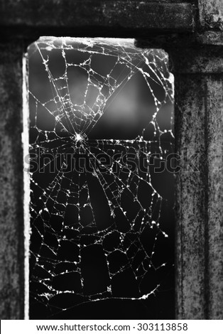 Vertical black and white spider\'s web with evening light background