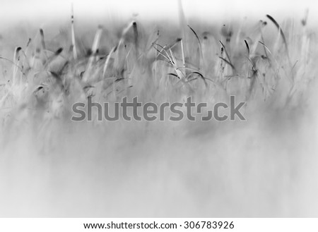 Horizontal vibrant alien black and white plants bokeh background