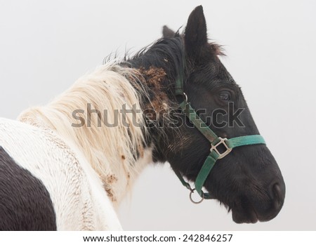 A neglected horse with burdock tangled in it\'s hair.
