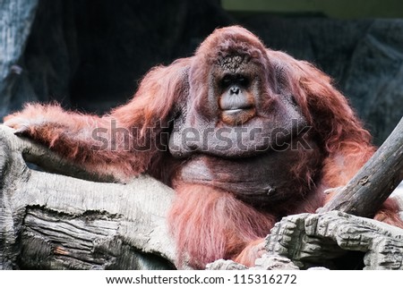 Orangutan Portrait of the adult male of the  the wild nature orangutang hominid sumatra reddish-brown orang utang orang-utan intelligence utan kalimantan chordata indonesia sumatran simian hominidae