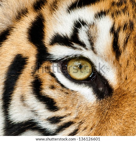 Tiger wild dangerous predator carnivore stripes endangered zoo tiger,paws captivity camouflage big cat