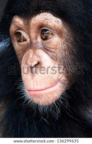 Close-Up Of Mixed-Breed Monkey Between Chimpanzee