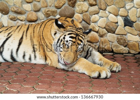 Tiger wild dangerous predator carnivore stripes endangered zoo tiger,paws captivity camouflage big cat
