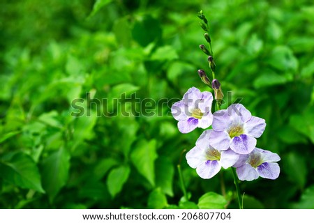 Blue Flowers in the garden  purple landscaping garden design bouquet florist fall colorful weather public outdoors home classic house cheerful beautiful background fresh blossoms