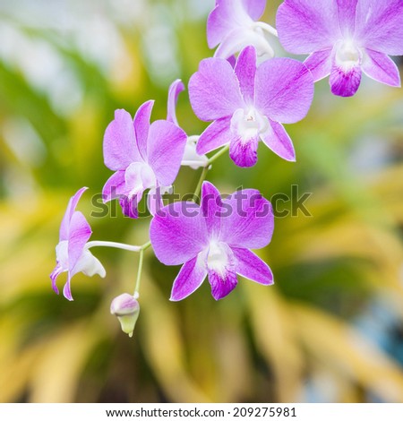 dark pink orchid flowers  oriental tropical floral petal blossom bloom ornamental flora purple group color growth plant beauty