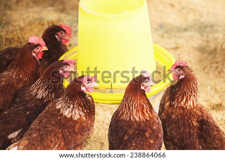 Hens in a farm.