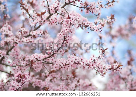 Beautiful almond tree blooming