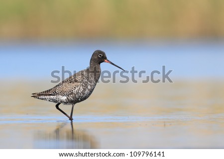 Close up of a Spotted Redshank shot at water level against a beautiful backdrop