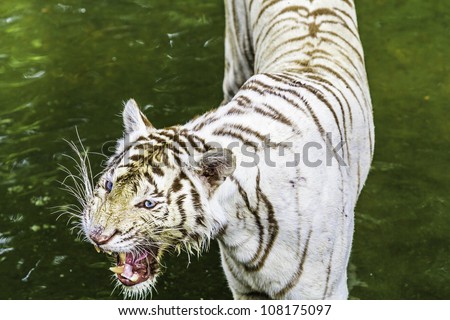 Angry Tiger in zoo at thailand